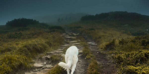 Responsable de su salud