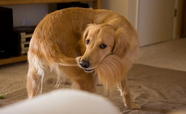 columna vertebral Granollers