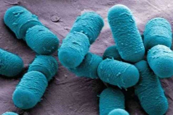 Probióticos guia de compra