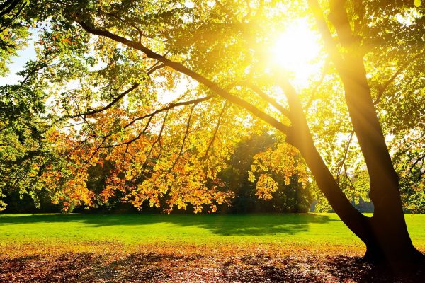luz del día o luz interna