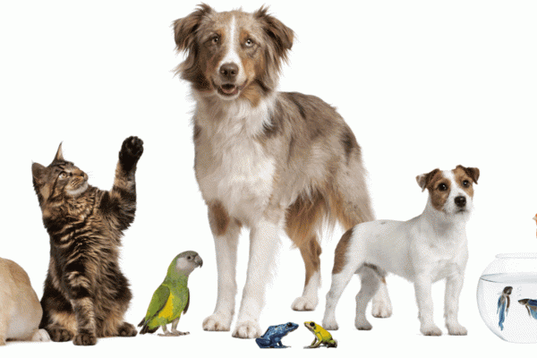 quiropráctica para mascotas