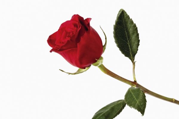 La Quiropráctica y Sant Jordi