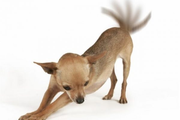 El coxis la reminiscencia de la cola