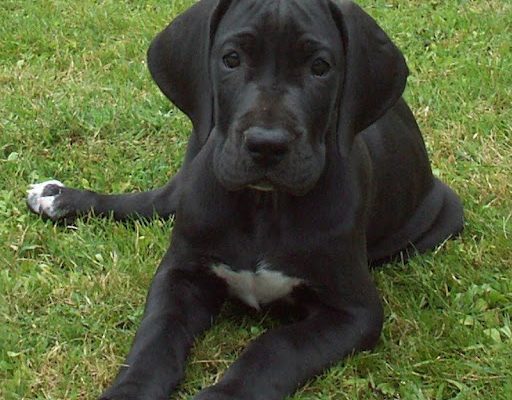 animales y Quiropráctica