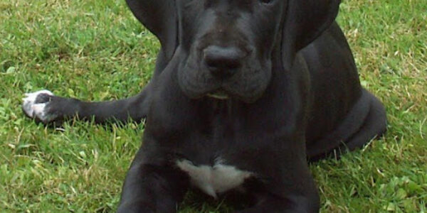 animales y Quiropráctica