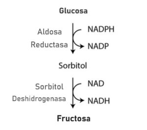 Glucosa a Fructosa