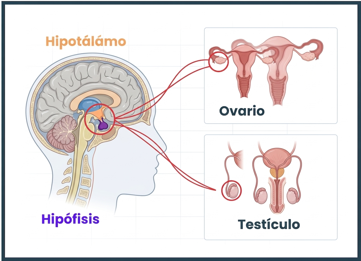 Dolor menstrual dismenorrea